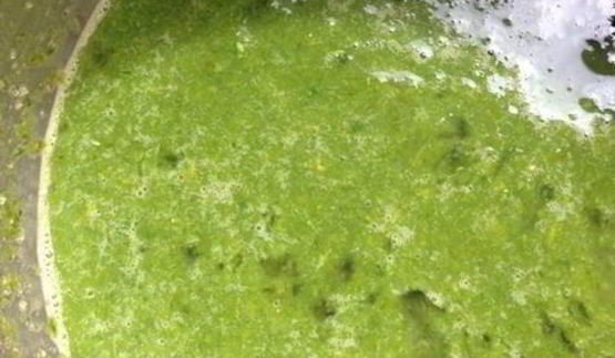 базиликовый курд