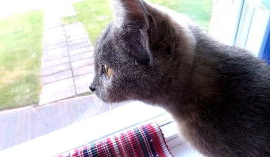 прохладный коктейль из мороженого с черникой