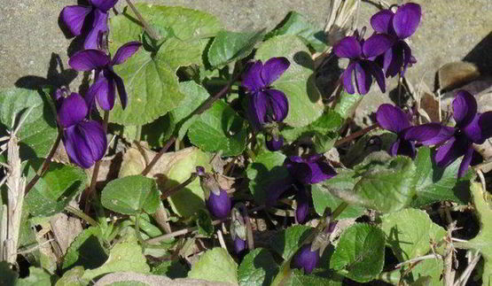 фиалковый торт-мусс с черникой весна в тулузе