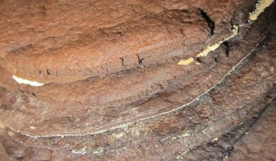 пироженое шоколадный чернослив