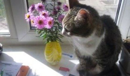 десерт тирамису