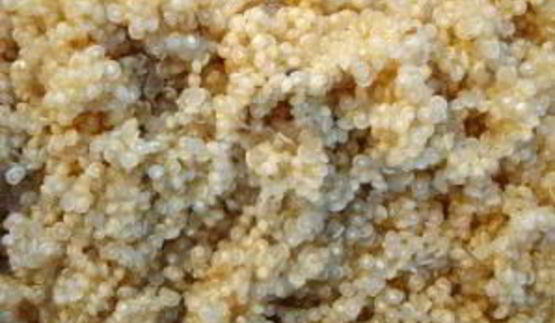 гарнир из киноа