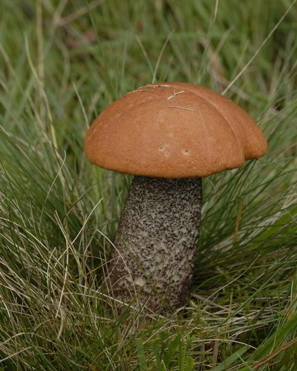 Рецепт подосиновиков в духовке