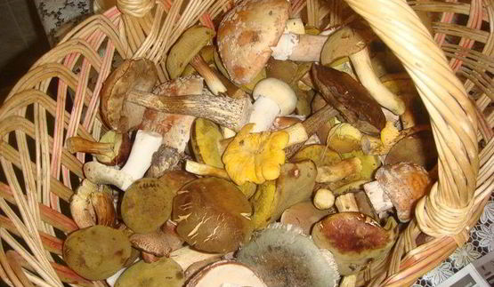 смажанка — грибы в сметане