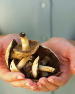 Жаренные грибы козлята