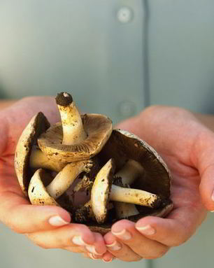 Жаренные грибы козлята