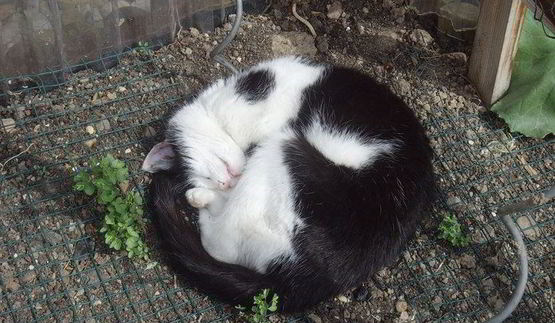 гуляш с квашеной капустой