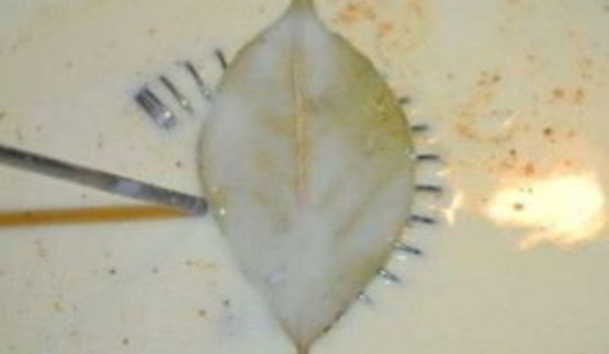 лазанья со шпинатом