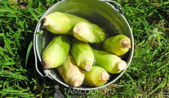 печеная на углях кукуруза с сыром