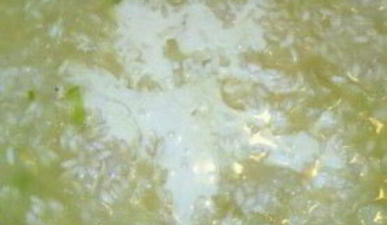 ризотто с миндалем