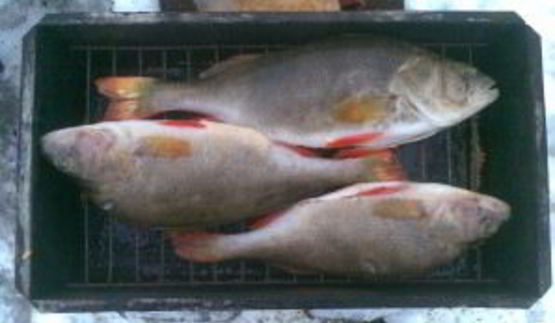 копченый окунь