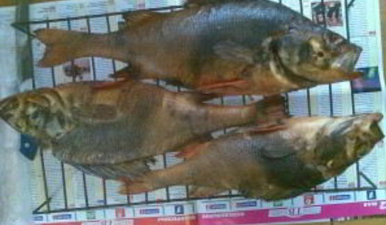 копченый окунь