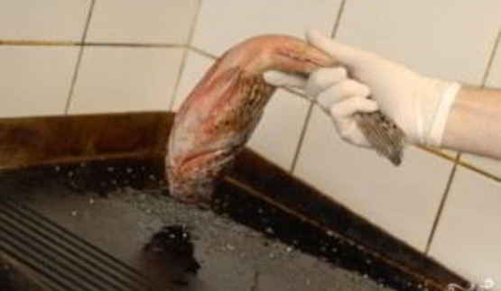 морской окунь в духовке