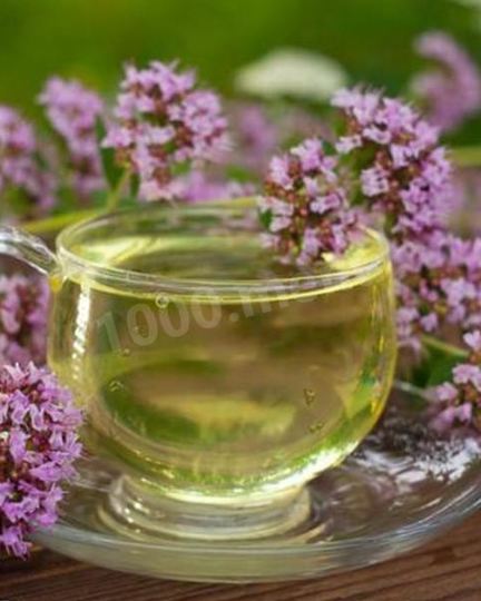 Рецепт чая орегано