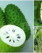 Чай с саусепом