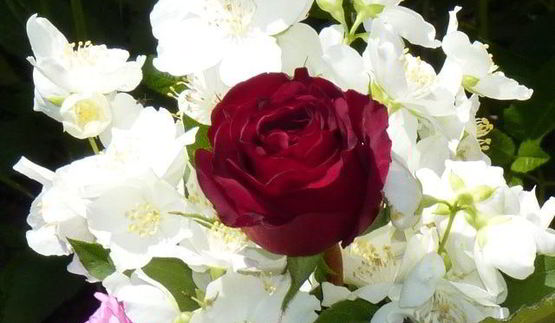 летний цветочный чай для подруг