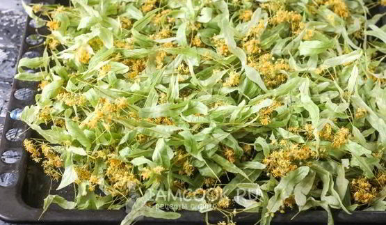 липовый чай