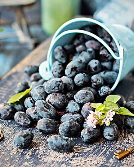 Рецепт киселя из жимолости