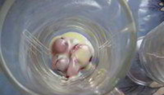 кофейно-вишневый коктейль утреннее наслаждение