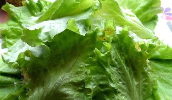 салат кочан капусты