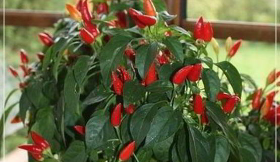 щи кислые с уткой