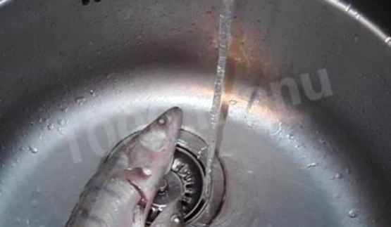 уха судачья по-ростовски