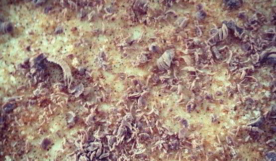 пышные булочки