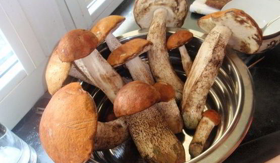 открытые слойки с подосиновиками