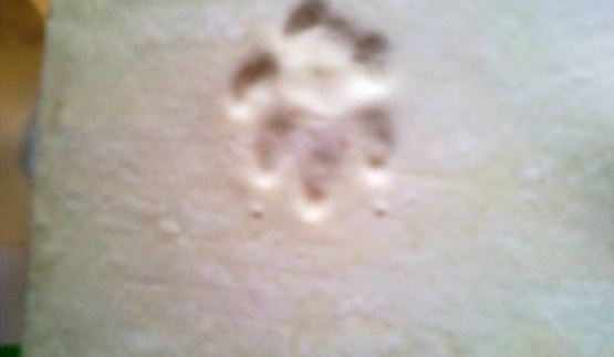 сырный наполеон