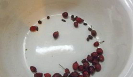 имбирный компот