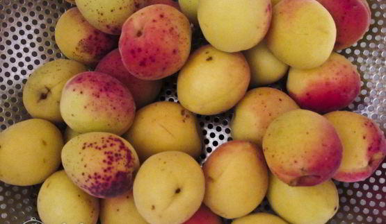 компот из абрикосов и яблок на зиму