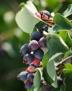 Компот из ирги на зиму