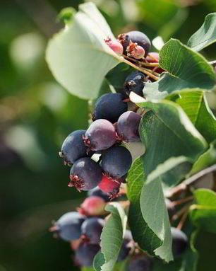 Компот из ирги на зиму