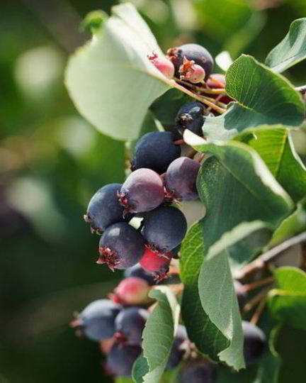 Рецепт компота из ирги на зиму