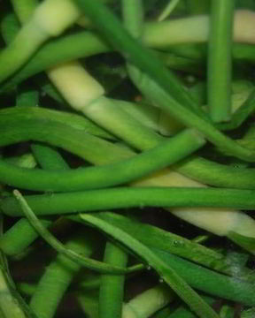 Маринование стрелок чеснока