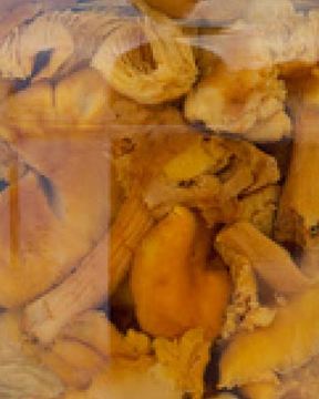 Маринованные лисички