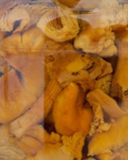 Рецепт маринованных лисичек