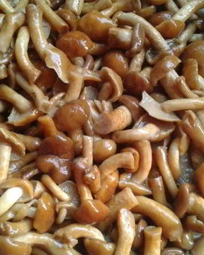 Маринованные опята без стерилизации