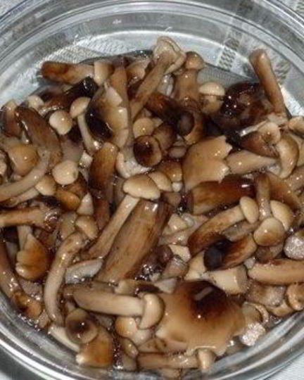 Рецепт маринованных опят в масле