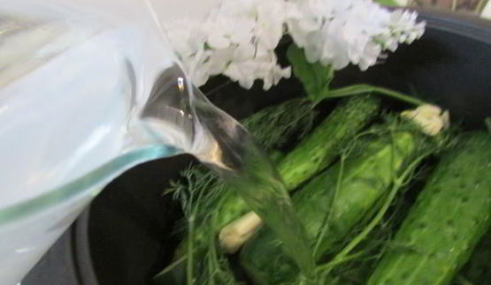 малосольные огурчики в минеральной воде