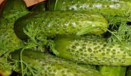 малосольные огурцы в холодной воде