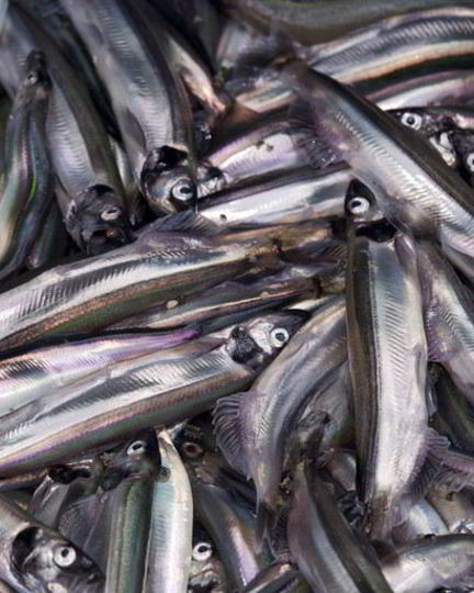 Рецепт мойвы пряного посола