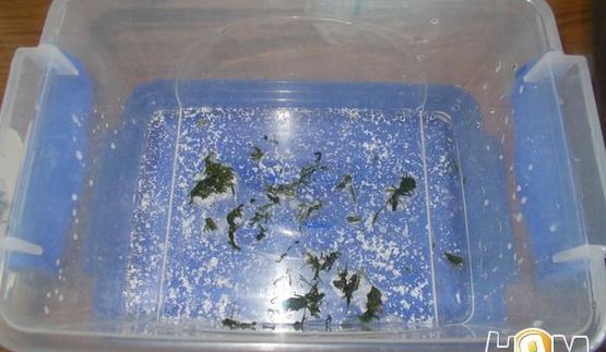 огурцы малосольные