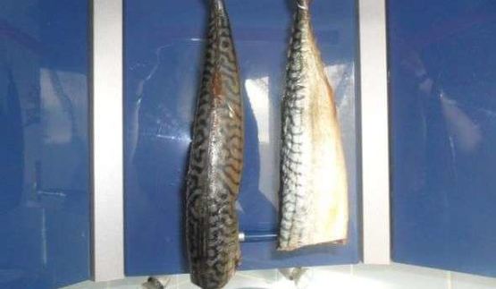 скумбрия домашнего посола