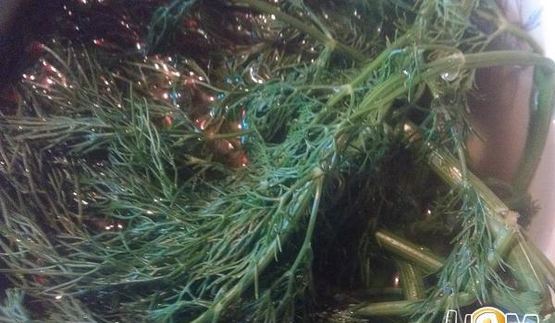 срочные малосольные огурцы