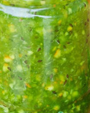 Варенье из крыжовника и апельсинов