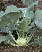 Заготовка из кольраби на зиму