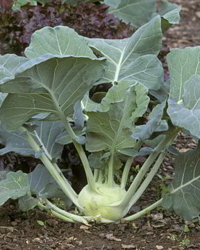 Заготовка из кольраби на зиму