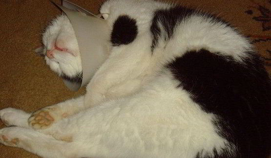 спринг-роллы с лососем и свежим шпинатом